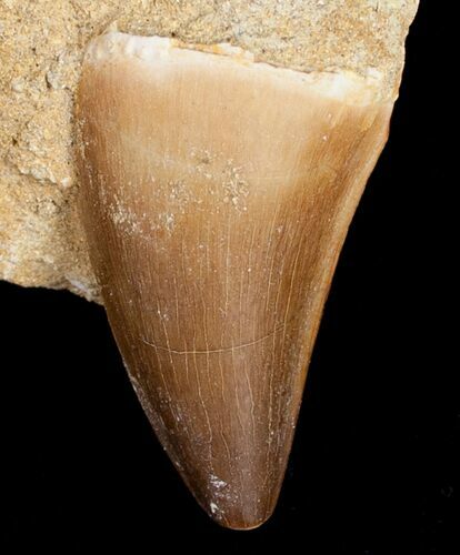 Long Mosasaurus Tooth In Matrix #10237